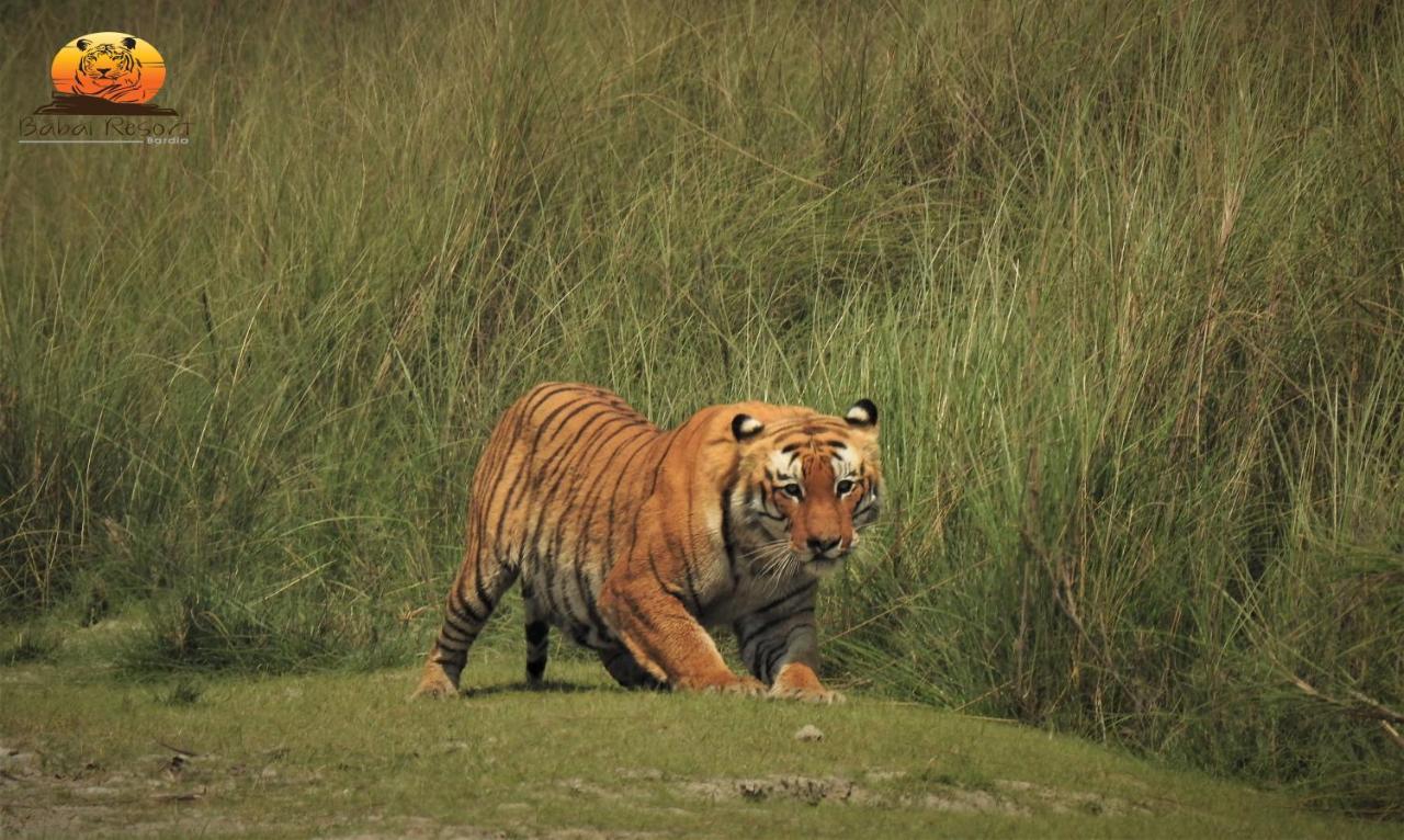 Babai Resort Pvt Ltd Bardiya Luaran gambar