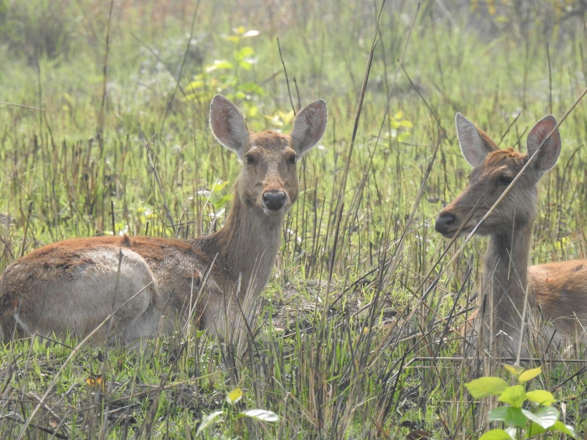 Babai Resort Pvt Ltd Bardiya Luaran gambar