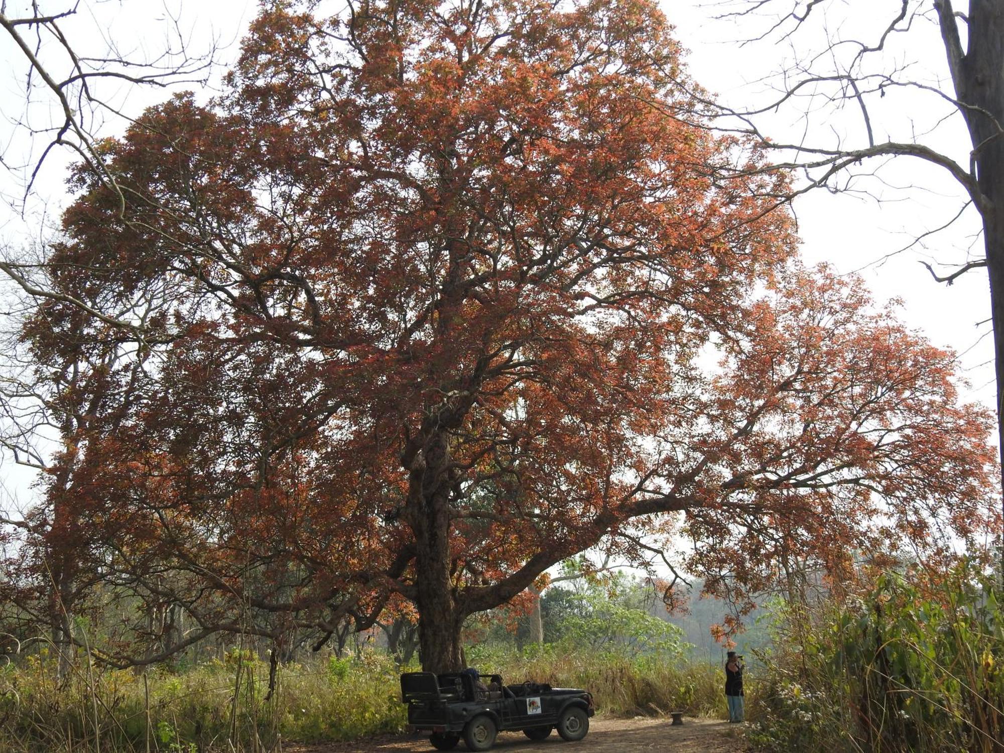 Babai Resort Pvt Ltd Bardiya Luaran gambar