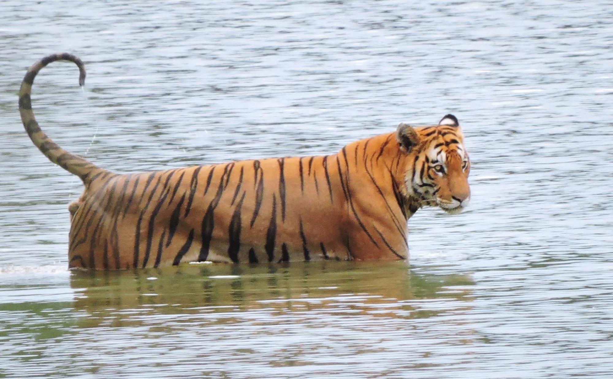 Babai Resort Pvt Ltd Bardiya Luaran gambar