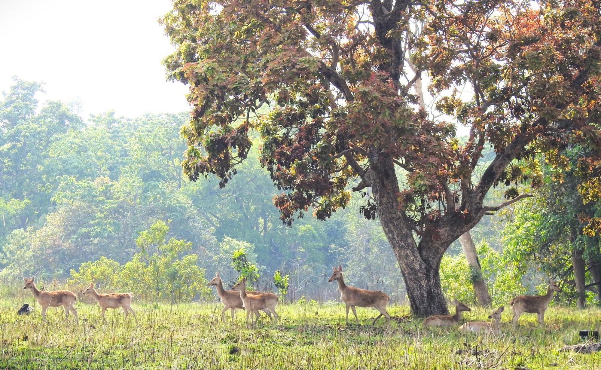 Babai Resort Pvt Ltd Bardiya Luaran gambar